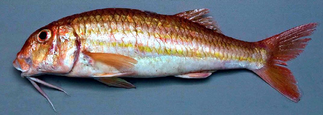 Mullus surmuletus_05